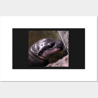 Baby Hippo Posters and Art